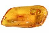 mm Fossil Beetle (Coleoptera) In Baltic Amber #123387-1